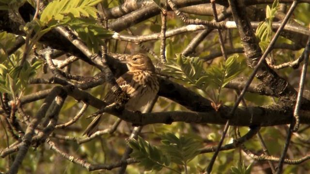 Trepiplerke Tree pipit Anthus trivialis Baumpieper смотреть онлайн