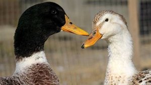 УТКА SILVER APPLEYARD (Серебряная утка Эпплиярда)