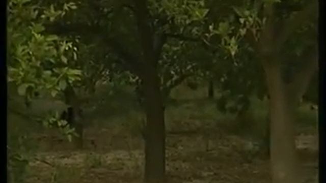 Mosca del citrico смотреть онлайн