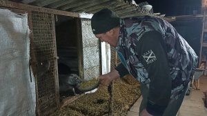 ВЕЧЕРНЕЕ кормление НУТРИЙ. Всё по порядку. 5.12.24