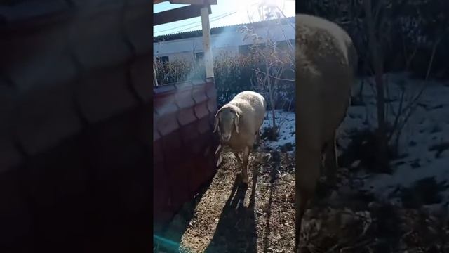 Кочкор сатылатЛиния ТооБаасы 100 мин сом 0704548301 Толук маалымат видеодо смотреть онлайн