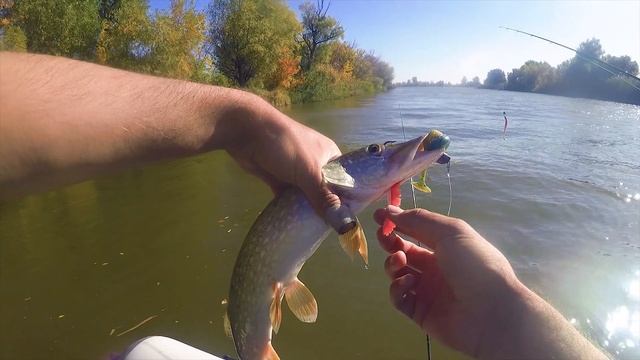 Ловля хищника на крупную резину