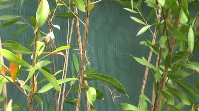 KASS FINLAY McAULIFFE Stick Insect and Mantis of Sydney.wmv смотреть онлайн