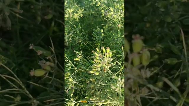 cumin cultivation in my farm смотреть онлайн