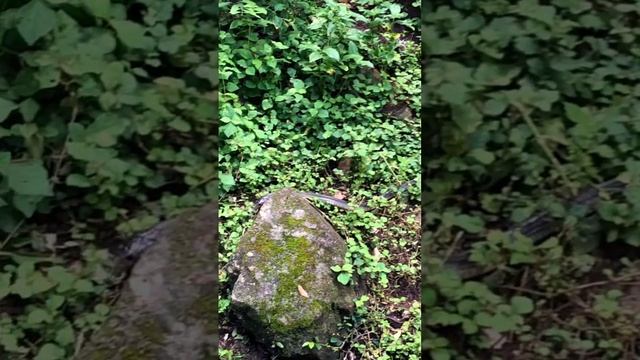Огромная змея на горе обезьян напугала нас #змея #кобра #природа #опасно #шок смотреть онлайн