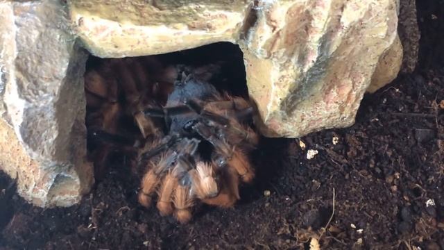 Aphonopelma chalcodes time-lapse molt смотреть онлайн