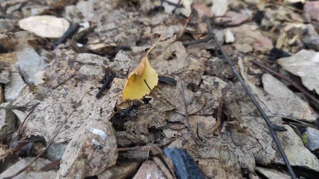 Муравьиные бега) Ant race! смотреть онлайн