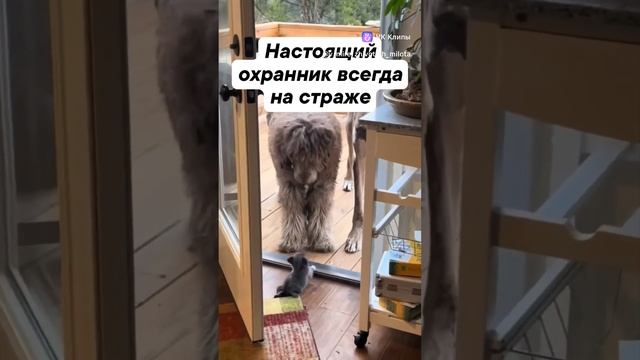 vkclips_20250103045309 смотреть онлайн