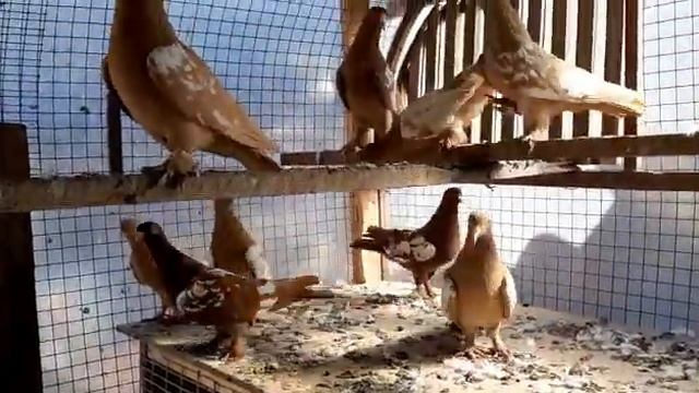 Продам Кабардинские чили смотреть онлайн