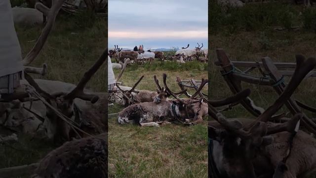 Отдых оленей перед дорогой смотреть онлайн