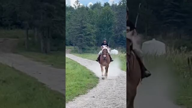 Have you ever ridden a draft? Answer in comments👉🏻 #drafthorse #riding смотреть онлайн