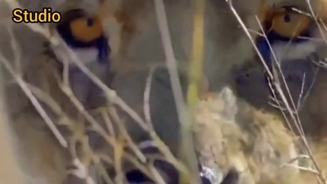 На ПАДЕНИ ЛЬВА НА ЖАРАФ(090)ON THE FALL OF A LION ON JARAF(090) смотреть онлайн