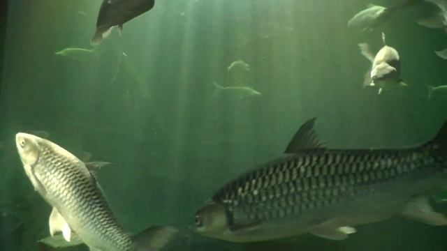 Fish Aquarium, Bang Sai, Wang Pla смотреть онлайн