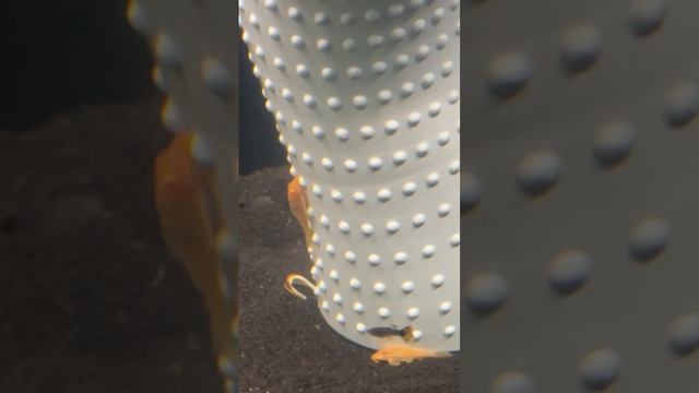 Доброе утро, день первый, все рыбы живы) смотреть онлайн