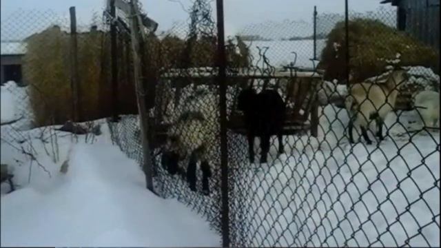 Чума у коз и овец смотреть онлайн