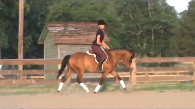 FANCY dressage pony for sale. 14.1 hd. Five O' Clock Shadow смотреть онлайн