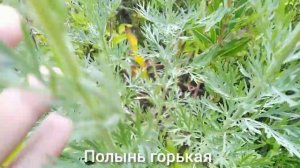 Три вида полыни_ луговая, горькая и обыкновенная.