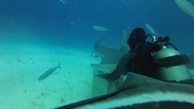 Neal Watson's, Bimini Bahamas 1-21-19 смотреть онлайн