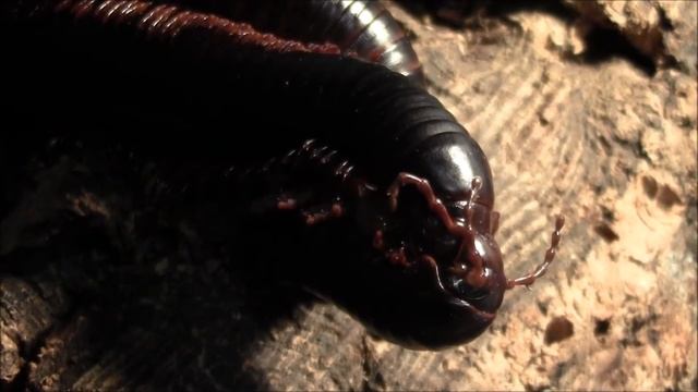 Archispirostreptus gigas mating смотреть онлайн