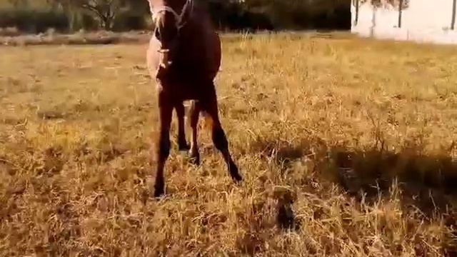 BU OT SOTILDI.1,5 yoshli ot 7,5 MLN so’m BO'LDI. смотреть онлайн