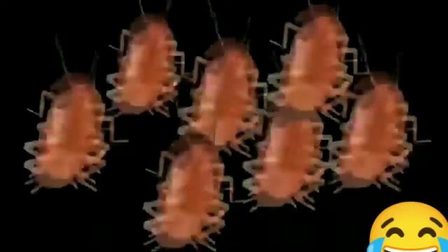 Танцующие тараканы смотреть онлайн