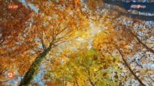 Любите застольные песни и душевные посиделки? Клён и Рябина А Морозов - Дм Дарин, запевает Н Горобе