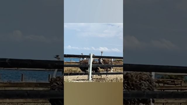 Бухта Ветреная. Страусиная ферма. 18 августа 2022 г. смотреть онлайн
