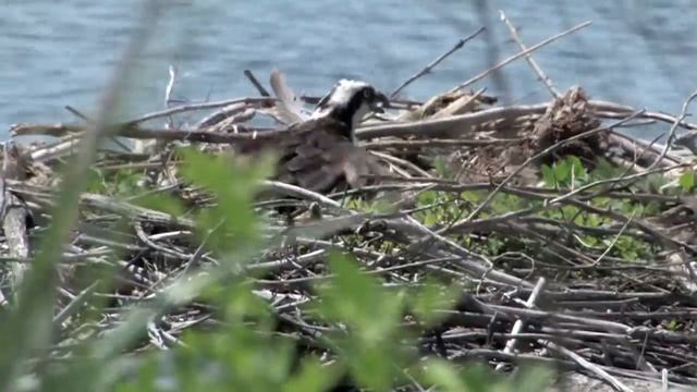 Bay 101: Ospreys смотреть онлайн