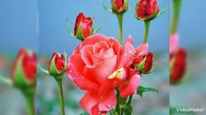 ...целовал... миловал...