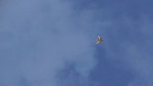 Нарезка о нагоне молодых бакинских бойных голубей.
