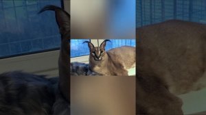 Хорошие пельмени это очень вкусно🍩(Песня Шлепы)