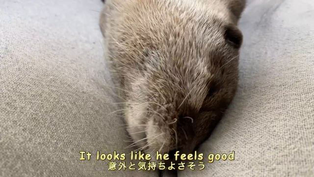 An otter being rubbed while shaking his belly [Otter life Day 418]【Otter Aty & Mr.Cat】 смотреть онлайн