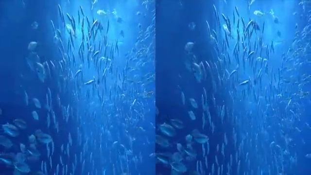 Video 3D. Aquarium. смотреть онлайн