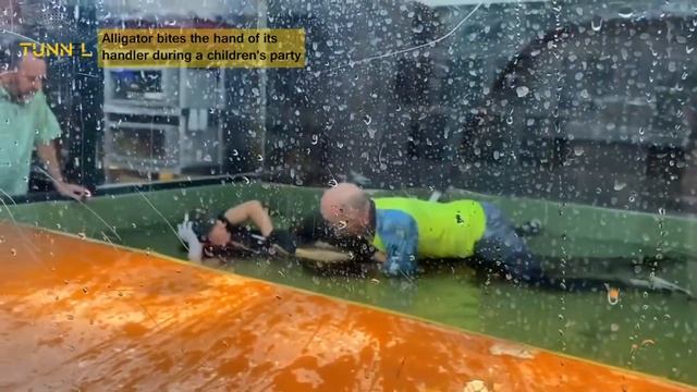 Alligator bites the hand of its handler during a children's смотреть онлайн