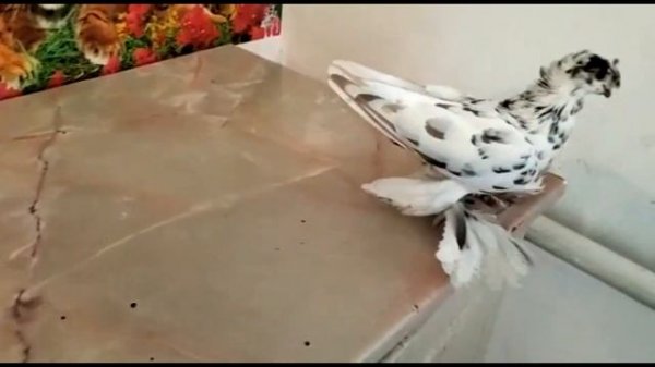 Красавцы Чиройлик каптарлар