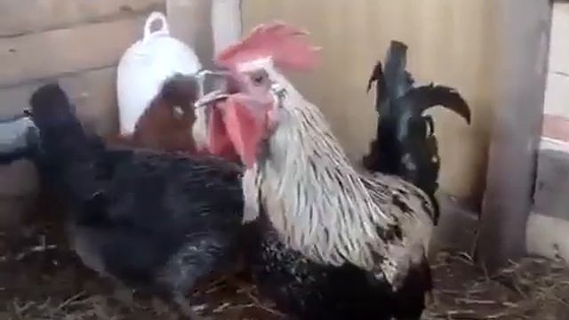 Блэк Металл Питух смотреть онлайн