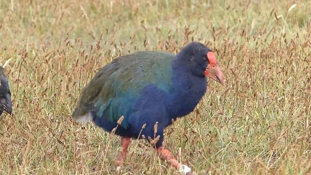 Takahe