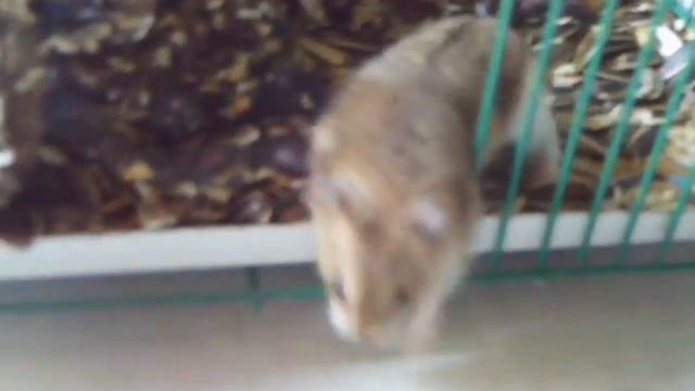 mi hamster!%%&^!$#!@#@$% смотреть онлайн