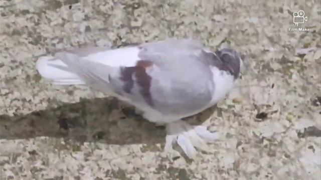 Декоративные голуби Лахор Pigeon Lahore