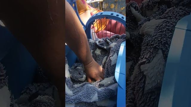 оборотни растут #енотилюша #енотикисиротки #помощьбездомнымживотным #ямыилюша #анапа смотреть онлайн