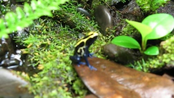 Dendrobates Tinctorius tapping behavior