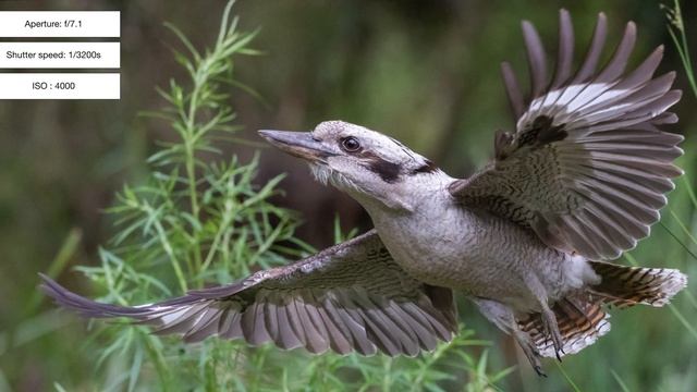 Canon EF 100-400 IS II : My Best In-flight Series Of Kookaburras