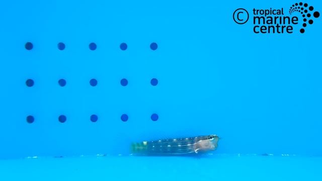 Pictus blenny, Ecsenius pictus смотреть онлайн