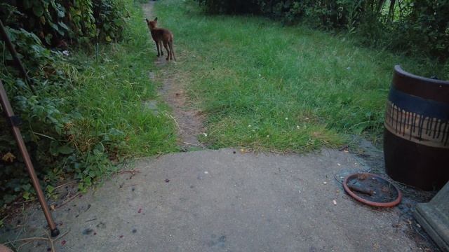 Miss Fox Bites My Foot смотреть онлайн