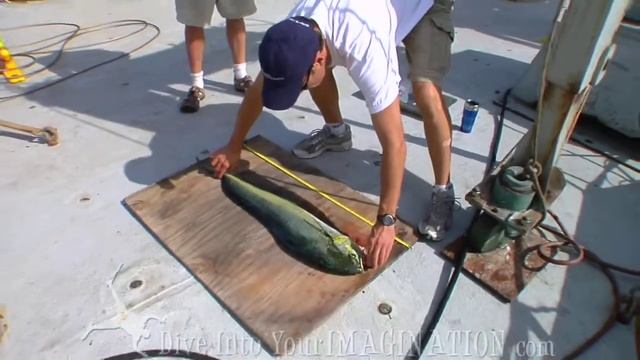 Project Kaisei - Chelsea Rochman studies Salps with SEAPLEX - The Garbage Patch - Scripps смотреть онлайн