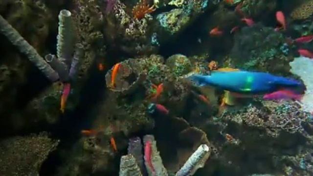 fish 501 смотреть онлайн
