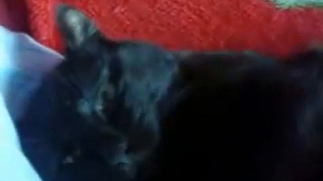 кот обжорка смотреть онлайн