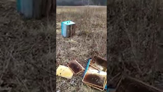 Медведь пришёл в гости смотреть онлайн