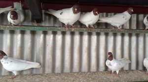 Головатые голуби