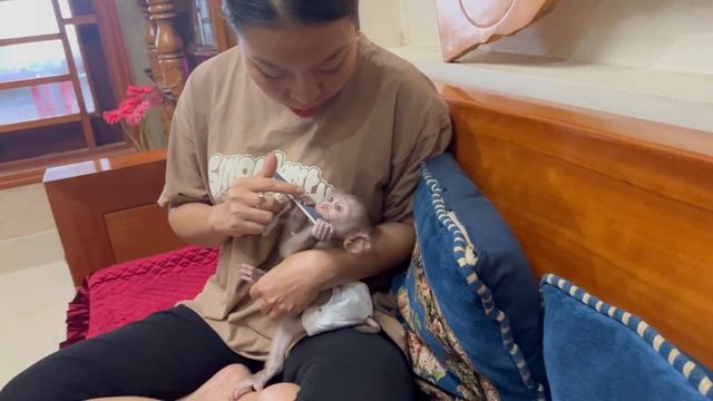 Baby Monkey  Lovely Mom Cutting Nails For Monkey Lucky Routine  Cutting Nails For Baby Monkey